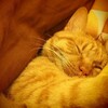 最終暖房器具コタツ起動。(火曜日、曇りのち雨)