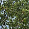 2026年の桜（その5）：まだ続きます・・・青い実が染まり始めました