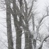 Fri.　冬の木