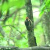 アカゲラ、雨中の巣立ち