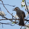 花と身近な野鳥たち