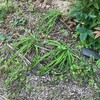 突然の家庭菜園
