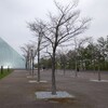 モエレ沼公園で朝ランのちお花見