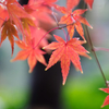 薬師池公園紅葉まつりその２