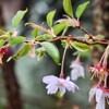 「佐久の季節便り」、「十月桜」の葉桜が、大雨に打たれて…。