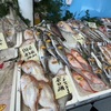 甲子園口｜ほんわか商店街にオープンした魚屋さん「魚河岸 こうちゃん」に行きました！