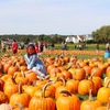 Pumpkin Picking