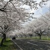 こんなご時世でも花は咲くので花を見てきた（その１：海津市輪中堤防のソメイヨシノ）