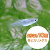 屋外でメダカを気楽に飼う