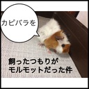 モルモット飼育～カピバラを飼ったつもりがモルモットだった件～