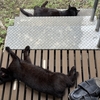 今朝の黒猫ダブル
