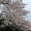 上野公園で花見　2011