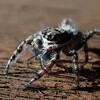 シラヒゲハエトリ