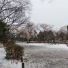 雪の公園の野鳥たち