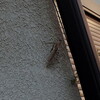 カマキリの進化