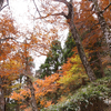 雨と紅葉の安蔵寺山