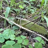 タイワンクツワムシ　緑色型からいつもの茶色へ　硫黄島