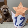 12歳になりました。