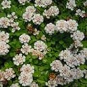 クラピアの花が咲いたのでいつ花が咲くのか考えました 薪とともに クラピアの花が咲いたのでいつ花が咲くのか考えました 薪とともに