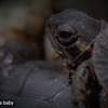 These Turtles Defrost After Freezing in the Winter | BBC Earth