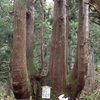 隠岐の島②　やっぱ本土とは違う