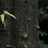 植物園散歩（10月）