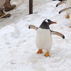 【子連れ旅行】札幌雪まつり２泊３日⑤おたる水族館