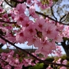 東京も桜が満開かな（でも写真は神戸の桜）