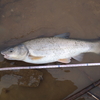 ウグイは北海道ではルアーやフライでよく釣れるのに、本州ではあまり釣れない謎。