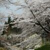 古木巡りの月曜日