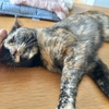 もなちゃんの甘えん坊な季節到来。
