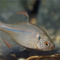 タナゴの種類と特徴 見分け方 分布 飼育 釣り方のコツを紹介 たなごgo タナゴの種類と特徴 見分け方 分布 飼育 釣り方のコツを紹介 たなごgo