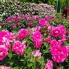 【日比谷花壇大船フラワーセンター】バラが見頃の園内を散策しよう！