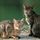 猫（のらねこ）:Film／２月といえば、で...