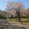 早春の滝野公園