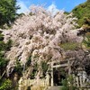 【京都】『大豊神社』に桜の花を見に行ってきました。 