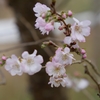 11月に撮った10月桜「奥卯辰山県民公園」