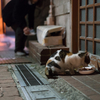 地元繁華街のねこさん