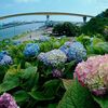 館鼻公園の紫陽花