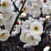 ２月末の日曜日に撮影した春の花