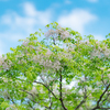 季節はめぐり、夏隣 