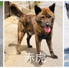 甲斐犬ってどんな犬？   〜外観〜