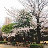 ツタの絡まるチャペルと桜　🥰