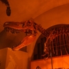 No.258【静岡県】2023年3月末閉館！迫力ある恐竜骨格を見に「東海大学自然史博物館」へ！