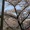 ＊『東京は桜満開、いや舞い始めた』