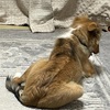 りのさんの、狂犬病予防法に基づく予防接種