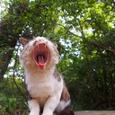 猫の島探検隊～猫密度　Cat searching in Japan