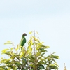 アカガオインコ Red-cheeked Parrot