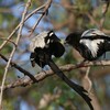 シロクロオナガモズ(Magpie Shrike)