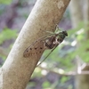 Hyalessa maculaticollis　ミンミンゼミ